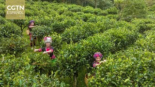 La producción de té en Wuzhishan de la isla de Hainan