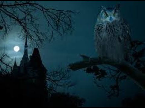 Peaceful Owl Forest 1 Hour Sleep Sound - Mediation , Relax, Nature, Sleep , White Noise, Study