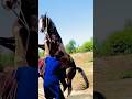 A Very High Bred Horse Having Sex Horse Viralshorts Viralshort