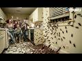 ️ Kitchen Instantly Overrun By Swarming Cockroaches Khepri YOUKU MONSTER MOVIE