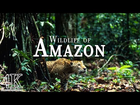 Amazon Wildlife In 4K ULTRA HD - Amazon Rainforest Jungle | Scenic Wildlife Film With Calming Music