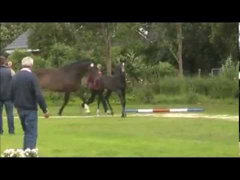 Hengstfohlen von Colman - Caretino - Latus