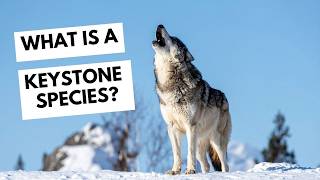 What is a Keystone Species?  - Wild Education
