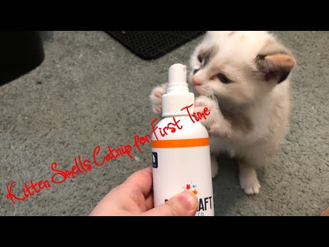 Kitten Smells Catnip for First Time! Pet Craft Supply Co Natural Catnip Spray