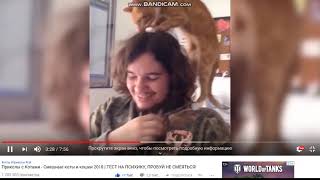 Ракция: приколы с кошкатами (серия2)