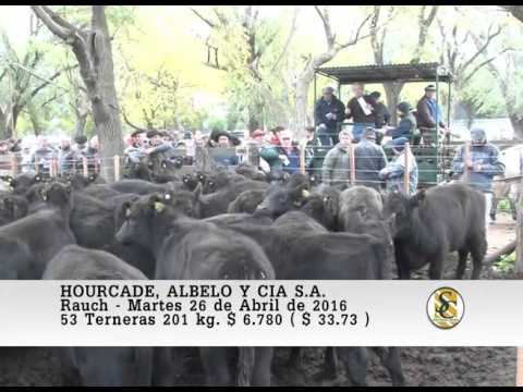 26-04-16 Venta de Hembras - Hourcade, Albelo y Cia S.A. - Rauch.