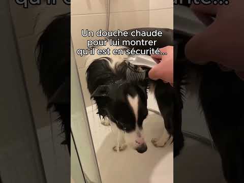 Ils ont abandonné un chien au milieu de la route…#animaux #nature #sauvetage