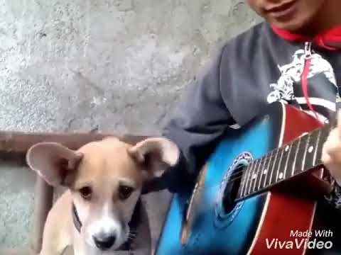 life session of the dog