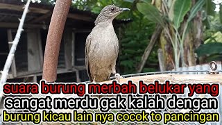 Download lagu SUARA BURUNG BERKICAU / GACOR  MERBAH BELUKAR YANG SANGAT MERDU mp3
