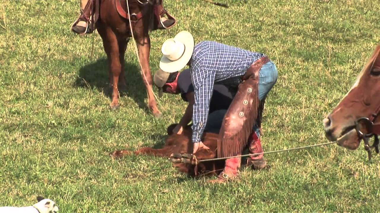 Cattle Branding with Circle B Ranch