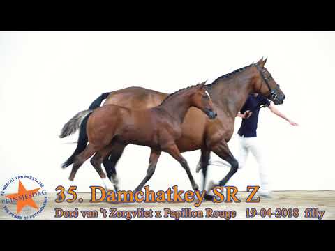 35 Damchatkey SR Z v. Doré van ’t Zorgvliet x Papillon Rouge www.prinsjesdag.eu