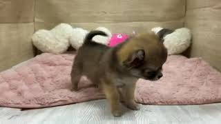 チワワ（ロング）の動画01