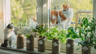 Download lagu #43 Grow Vegetables 🥬 in Glass Jars - Without Soil | Hydroponic Gardening mp3 Download lagu #43 Grow Vegetables 🥬 in Glass Jars - Without Soil | Hydroponic Gardening mp3