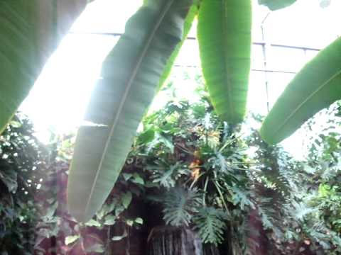 Wilhelma - Amazonas Haus - Parte 12