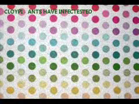 CloyPI - Ants have Infectested.wmv