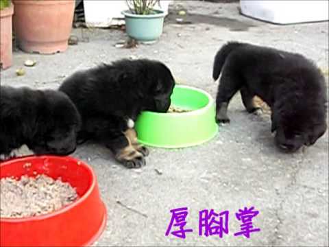 藏獒,西藏獒犬,西藏獒犬幼犬,幼獒出售,藏獒幼犬買賣,西藏獒犬幼獒進食