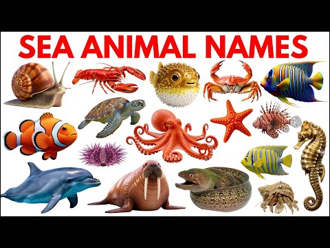 Sea Animals | Sea Animal names for Kids in English | Educational Video For Toddlers #seaanimalsname