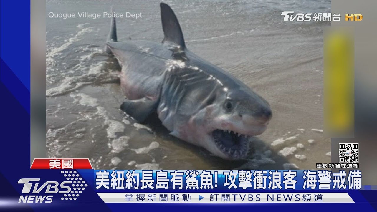 美紐約長島鯊魚現蹤!攻擊衝浪客海警戒備