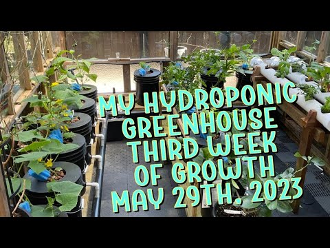 My Hydroponic Greenhouse, Year 4, third week of growth, May 29th 2023