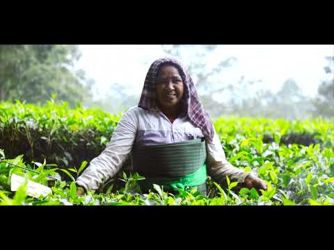 Farming & Tea Plantation thumbnail