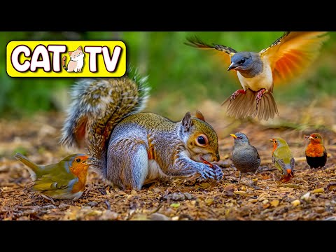 Cat TV ~ Birds and Squirrels at Bluebell Wood ⭐ 3 HOURS ⭐ 4K HDR NO ADS