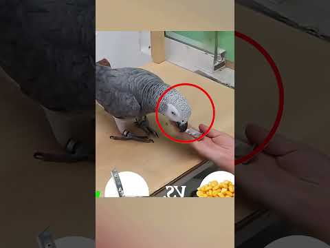 Попугай разрушил научное мышление 😱 by fact pulse #facts