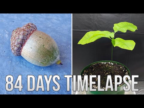 Grow Oak Tree form Acorn(Seed) (84 Days Time-Lapse)