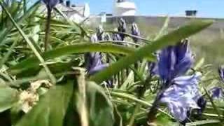 Bluebells by the Lighthouse