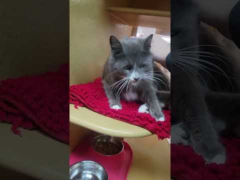 Aziz Kitty Warming Up