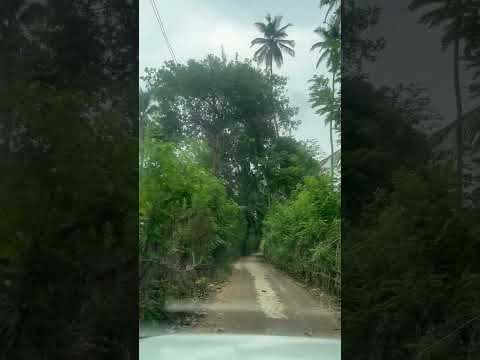 #shrivardhan #shrivardhanbeach #beach #nature #forest