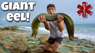 RESCUING Giant EEL TRAPPED In A TIDE POOL!! *Crazy*