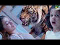 Tiger ने छोटी बच्ची और २ औरतों के घर घुसकर �
