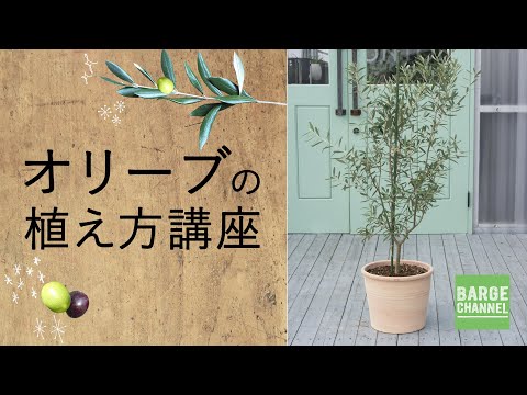 鉢植えのオリーブの木が喉が渇いているかどうかを知るにはどうすればよいですか?また、実際の情報が得られる方法はどれですか?  庭園
