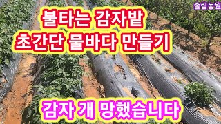 불타는 감자밭 초간단 물바다 만들기 감자 개 망했습니다 홍감자,카스테라감자,빨간감자,홍심이,두박감자 감자비대…