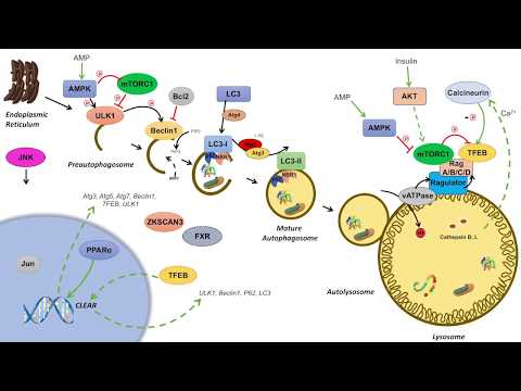Overview of Glycolysis Basics for Beginners Biochemistry Lesson