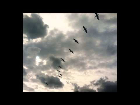 Big Black Bird video
