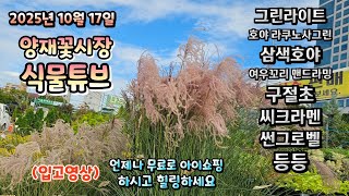 양재꽃시장 식물튜브 25년 10월 17일 입고 식물들 시청 하시면서 힐링타임 되세요~  #양재꽃시장 #식물튜…