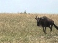 Wildebeest Running