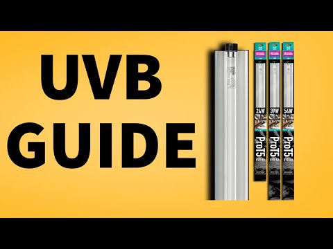 Guide to UVB Lighting: What Bulb Do You Choose?