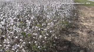 preview picture of video 'Trip to Sumter SC Cotton Country'