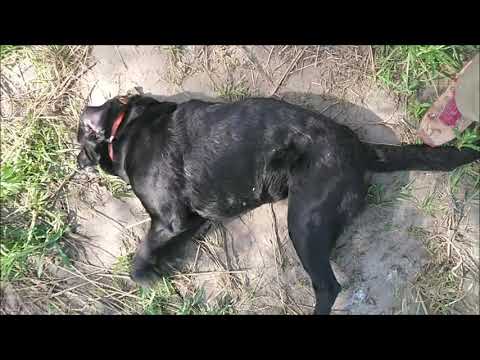 Cooper (Black Lab) Suffering Generalized (Grand Mal) Seizure - Intense and Prolonged