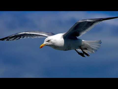 The Seagull Culture Cast