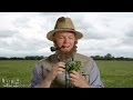FOUR LEAF CLOVER in a Bottle - YouTube