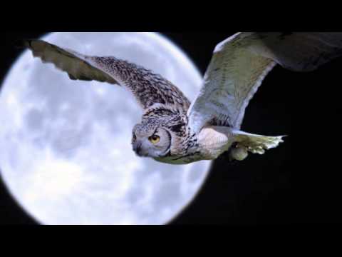 download lagu mp3 mp4 Diary Of Dreams Grau Im Licht, download lagu Diary Of Dreams Grau Im Licht gratis, unduh video klip Download Diary Of Dreams Grau Im Licht Mp3 dan Mp4 Youtube Gratis