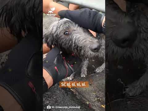 FB: Maccmix Motovlog #argentina #rescate #motocicletas #Motociclista #motos #autos #perros #adopta