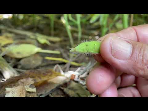 Aplicação e Monitorando lagarta 🐛 Spodoptera na Soja.