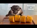 Otter Eats Corn On The Cob In The Cutest Way