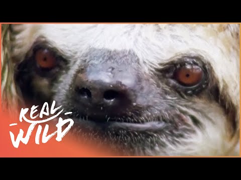 Sloths: The Truth About The World's Slowest Creatures (Wildlife Documentary)