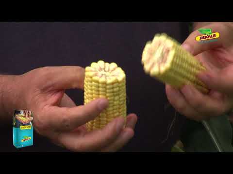 Testimonial Ionel Stan despre DKC4590 - Porumb DEKALB