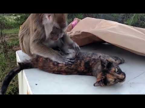 Unintentional ASMR - Monkey grooming lip smacking 🐒 - no talking 🙊